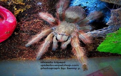 nhandu tripepii 6-7 cm unsex tarantula